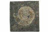 Dactylioceras Ammonite Fossil - Posidonia Shale, Germany #358344-1